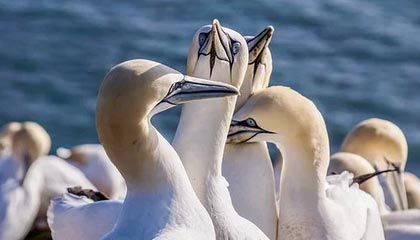 爱游戏 电竞-VALORANT 青训新人首次登场 表现超出预期，valorant发布