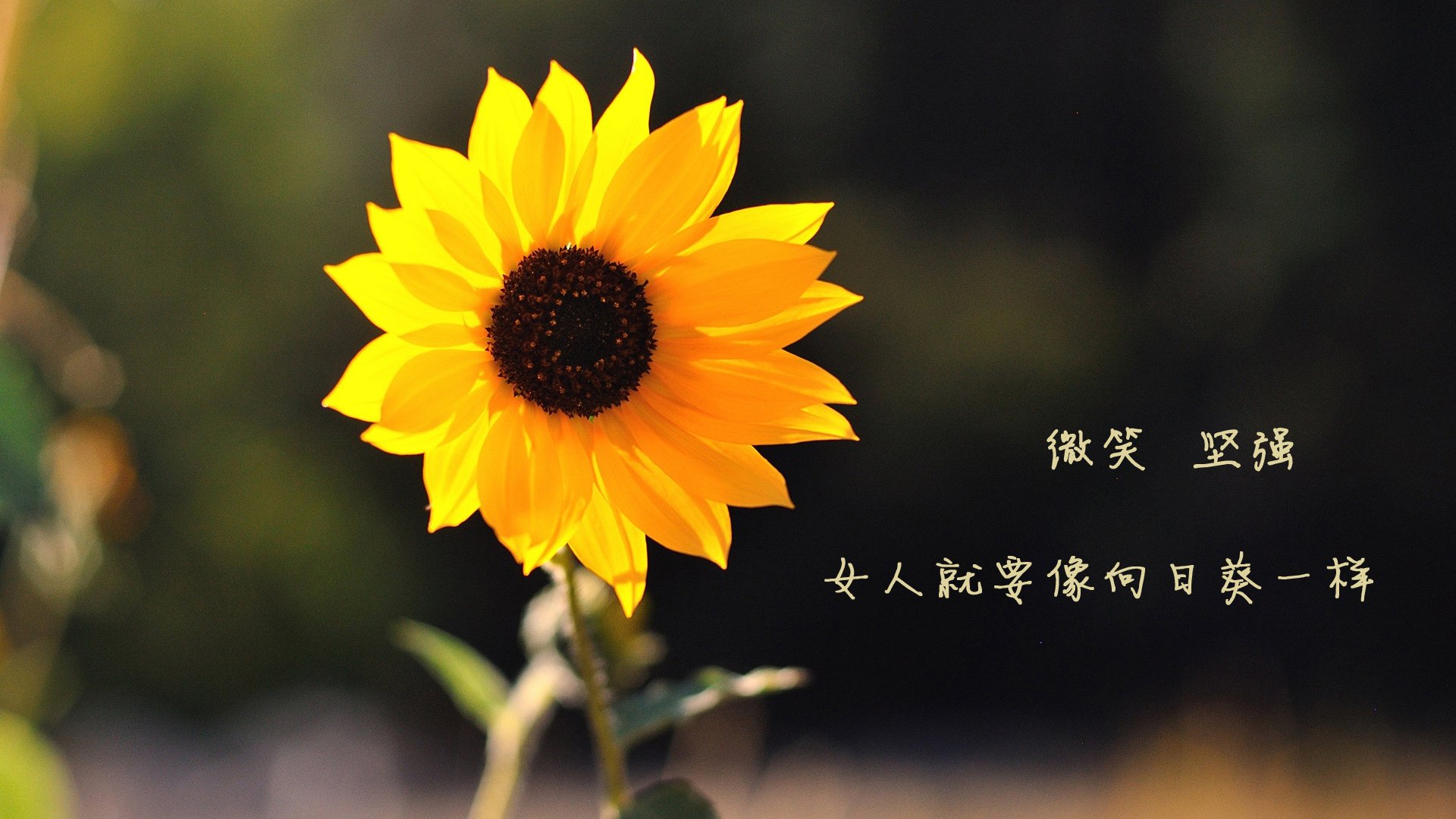 爱尔兰队在比赛中表现出令人瞩目的实力，爱尔兰足球联赛水平