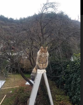 PSG进攻端缺乏效率错失良机