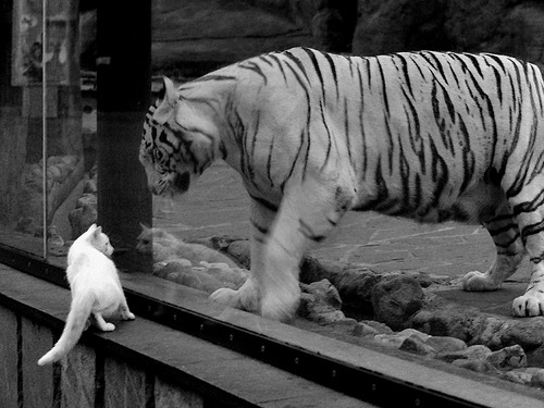 爱游戏中国官方网站平台-中国女篮提高压迫式防守执行力