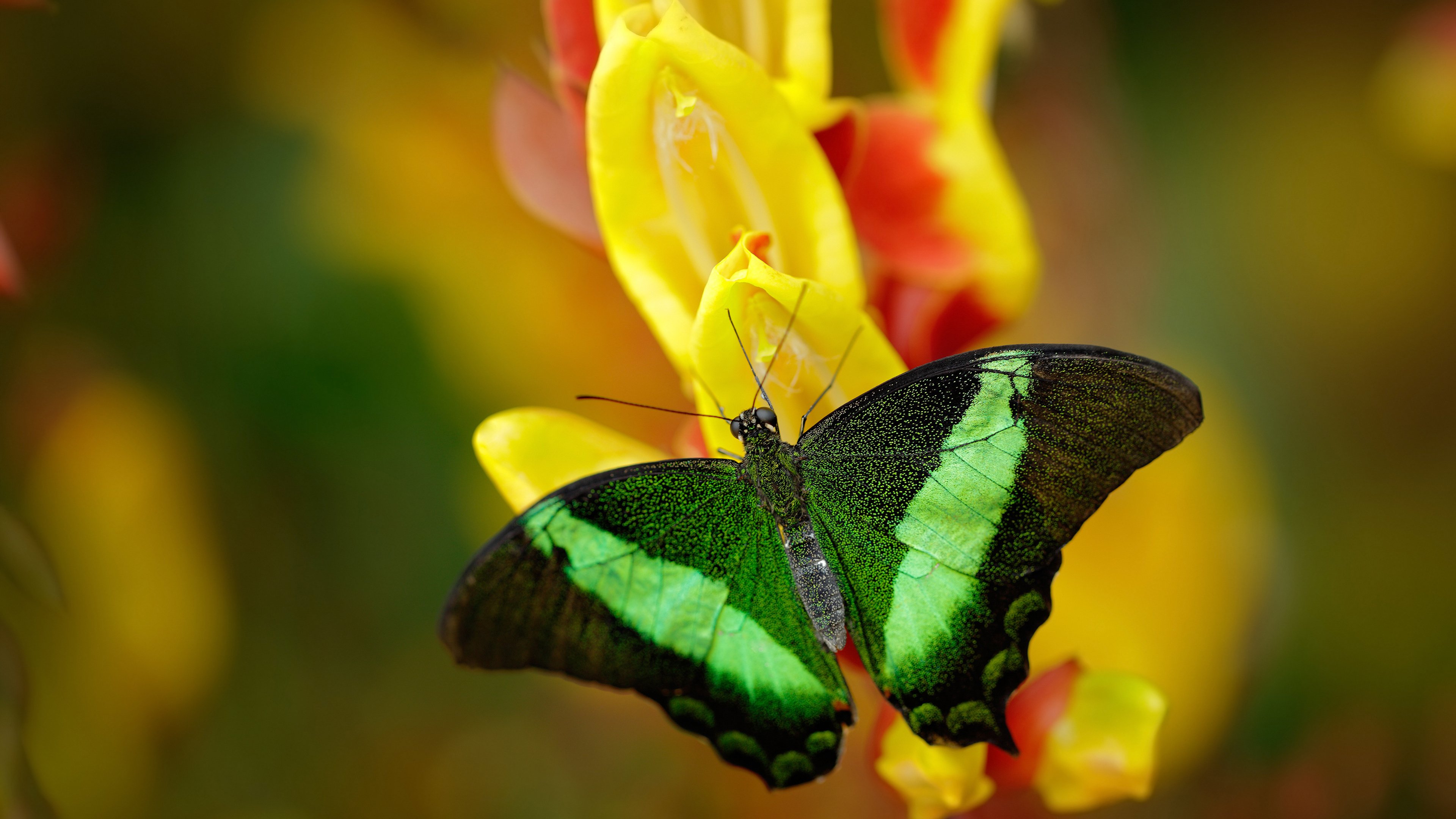 爱游戏体育app-中国男篮强化高压防守打造铁血阵容，中国男篮防守悍将