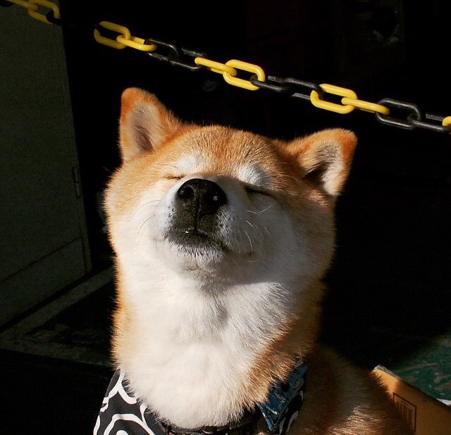 全国跳水新人赛小将发挥出色勇夺桂冠,2021跳水队员