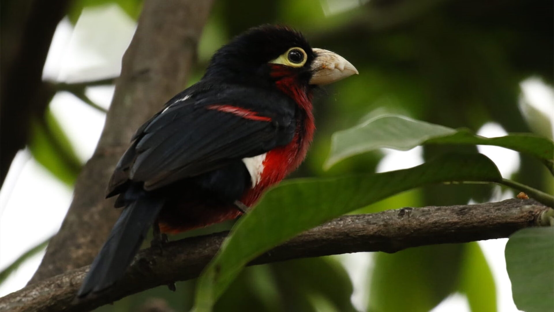 爱游戏app下载-四国蝶泳起跳角度数据首次对比，蝶泳跳水出发