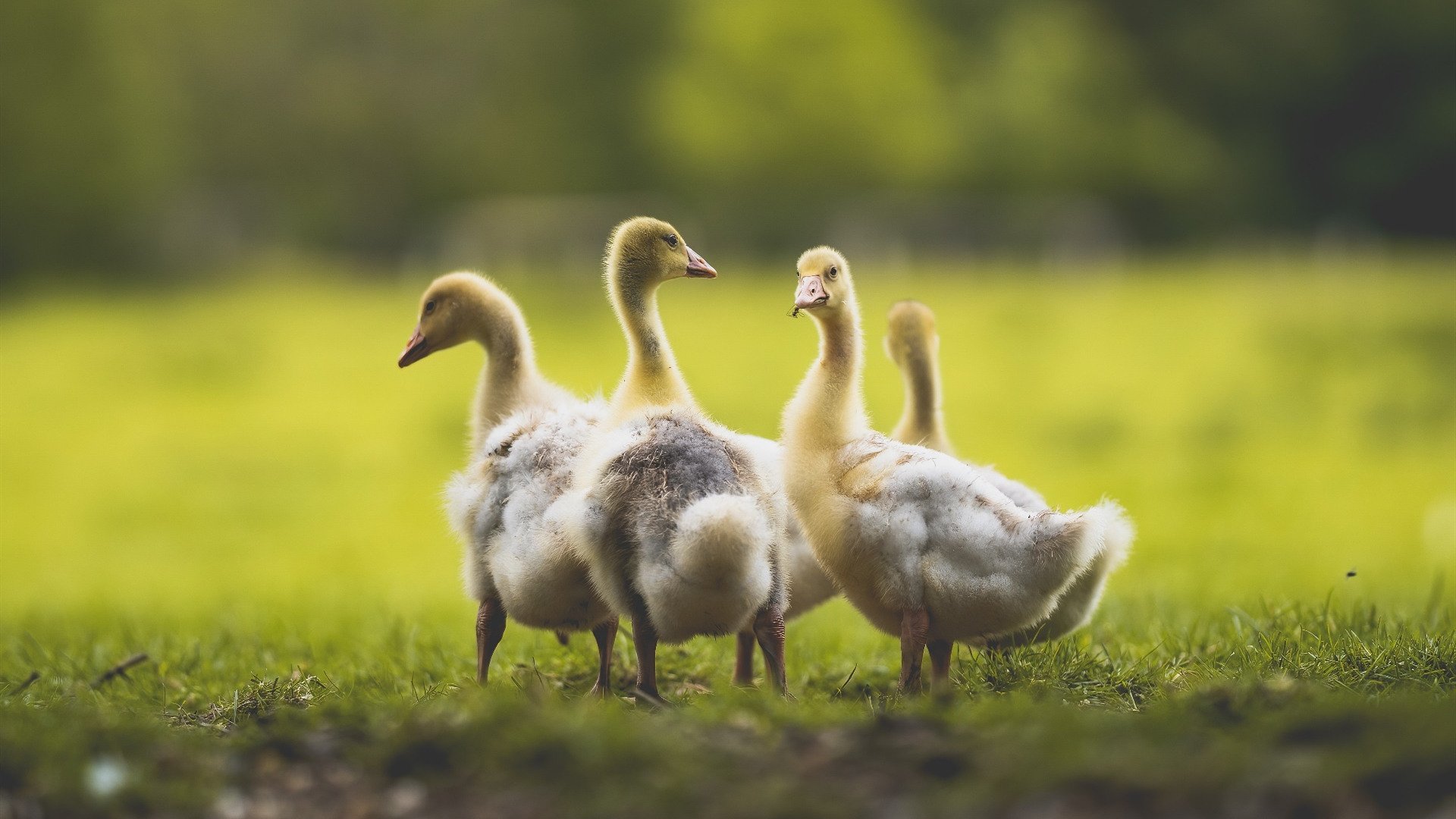 AYX GAME-女子蛙泳滑行长度榜单公布，蛙泳女子世界纪录