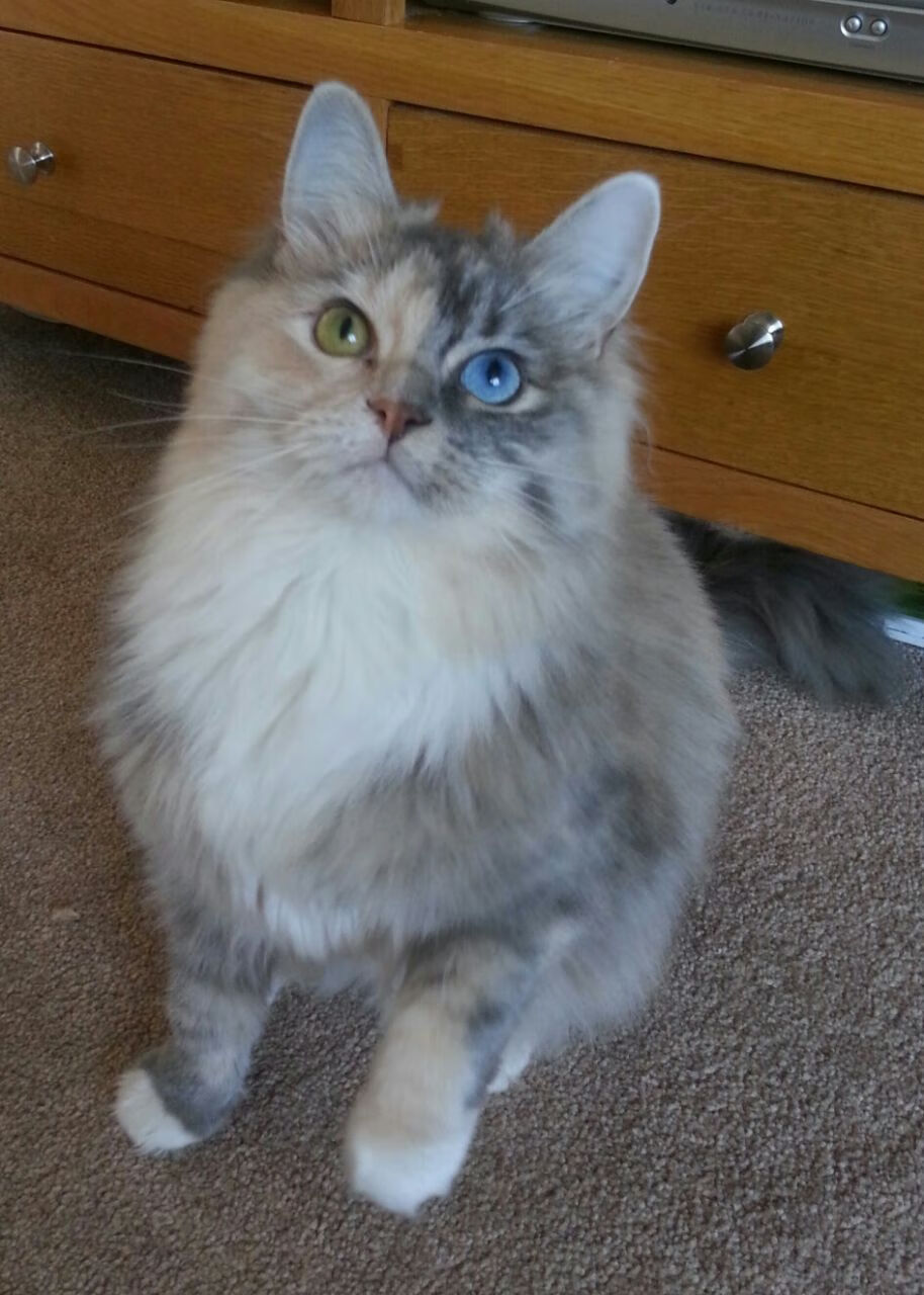 AYX GAMING-韩国乒乓队表现出色，继续迈向顶峰，韩国乒乓球队员名单