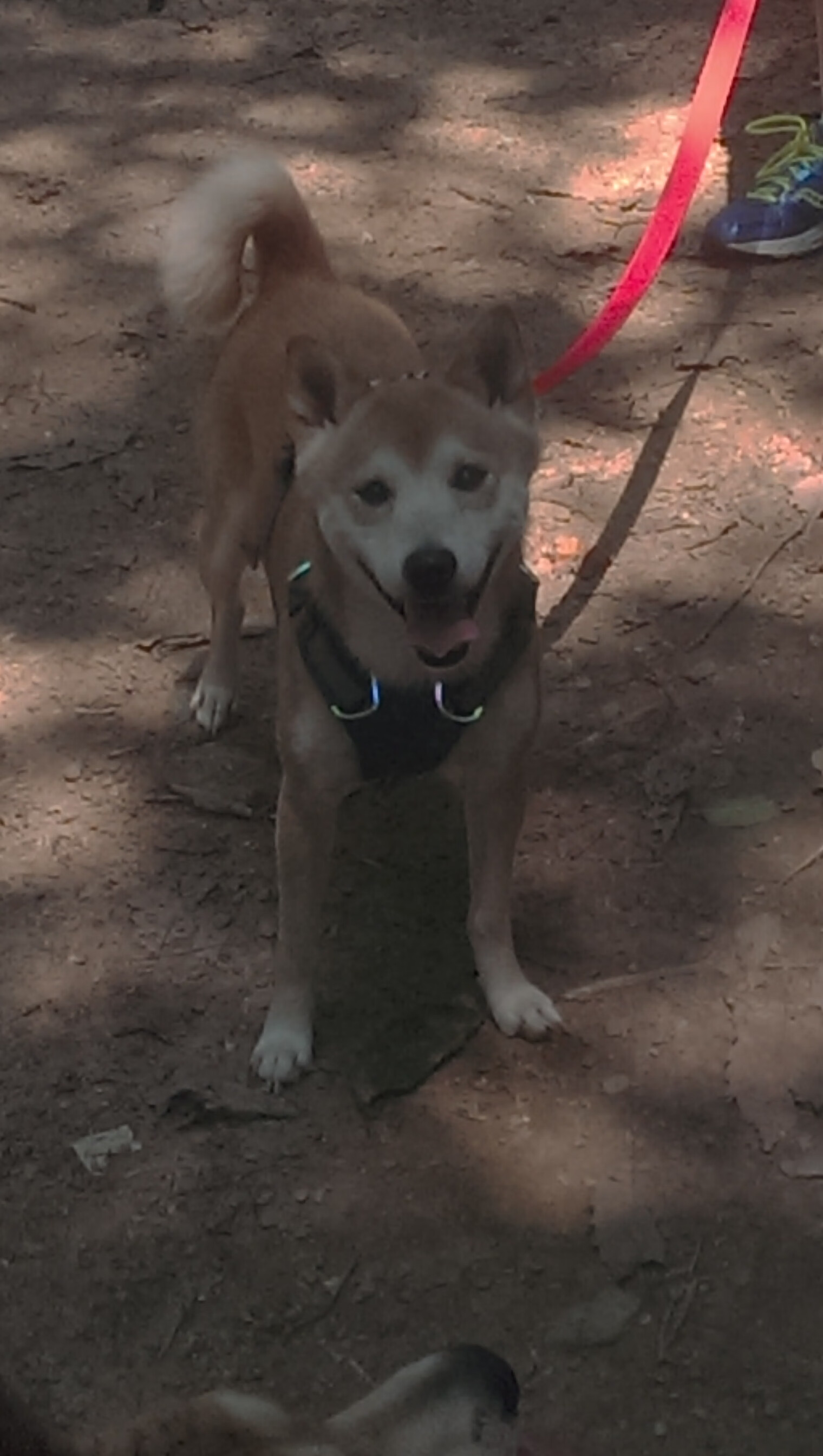 国足球迷观赛转型篮球加速体裁多元化趋势，国足赢球的三个方案