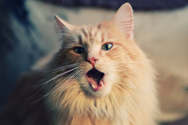 爱游戏体育平台-塞尔维亚女篮在欧洲锦标赛中夺冠，续写辉煌