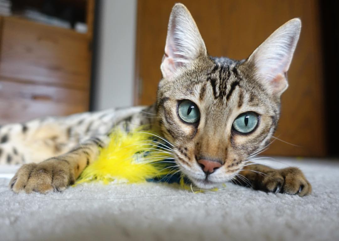 多场比赛总进球数高达37球，攻防拉锯激烈，正式比赛进球纪录