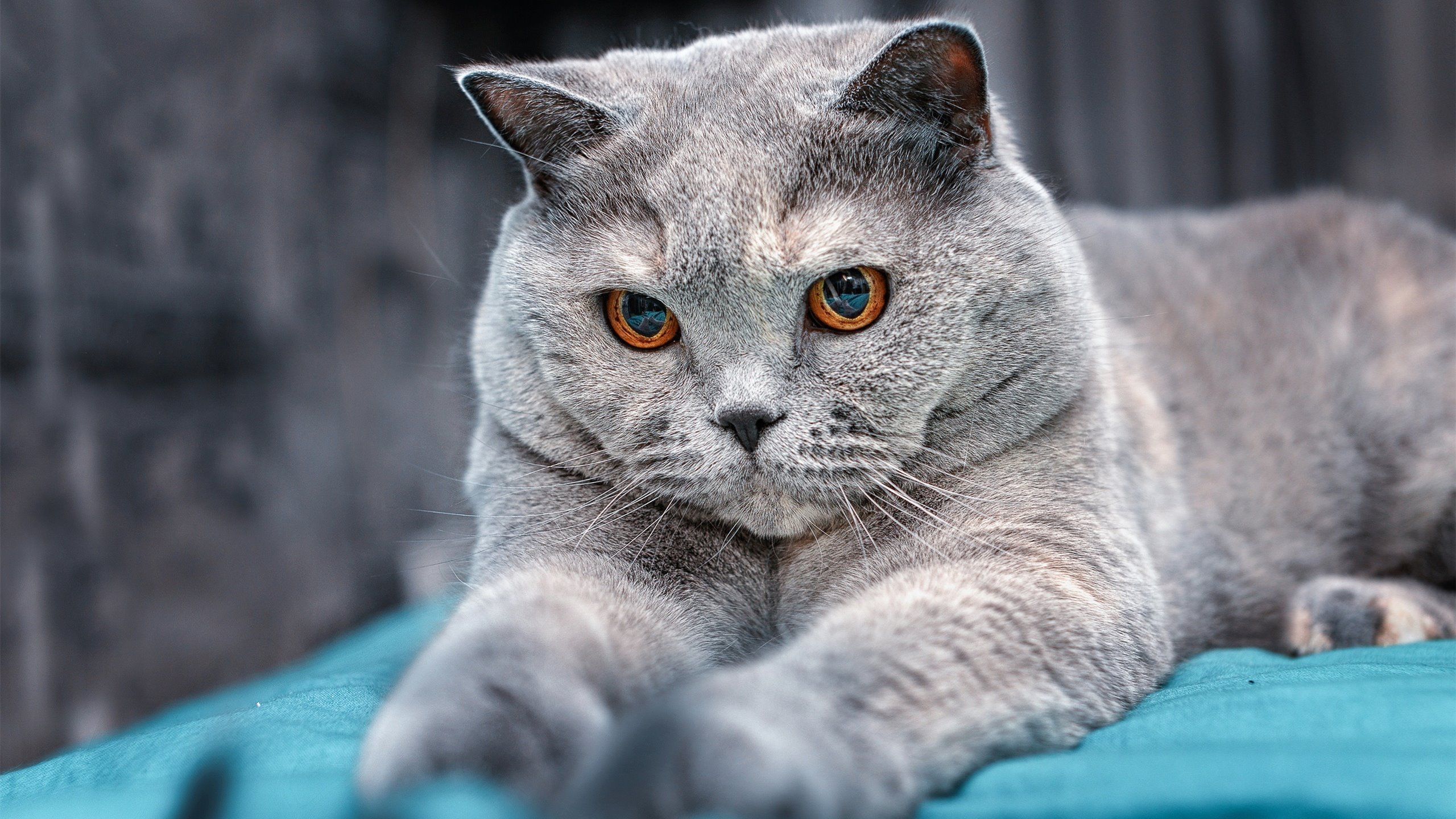 爱游戏登录入口-张雨霏蝶泳赛场自信满满，张雨霏蝶泳最好成绩