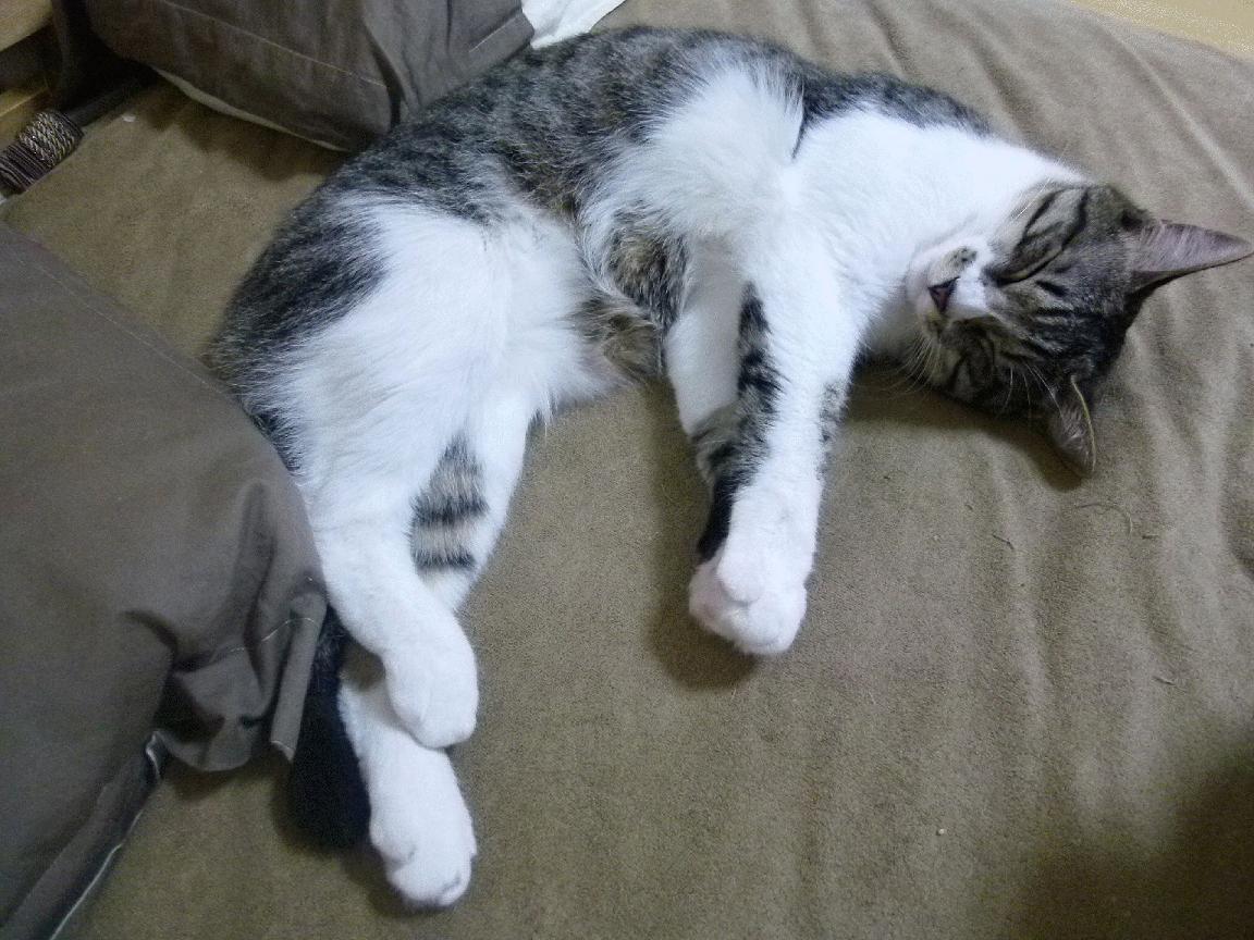 爱游戏电竞官网-恩多比·恩乔：为南非队打破世界纪录，再次展现不凡实力，多恩比纳