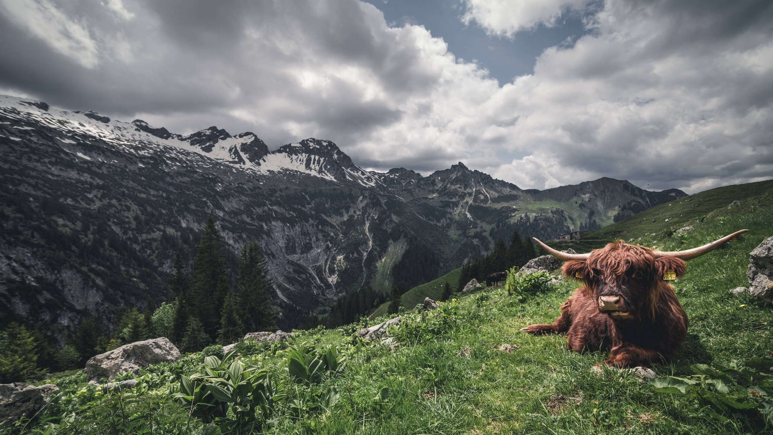 斯密斯:精确传球与视野判断让全黑队进攻节奏更具威胁,斯密斯夫妇采访