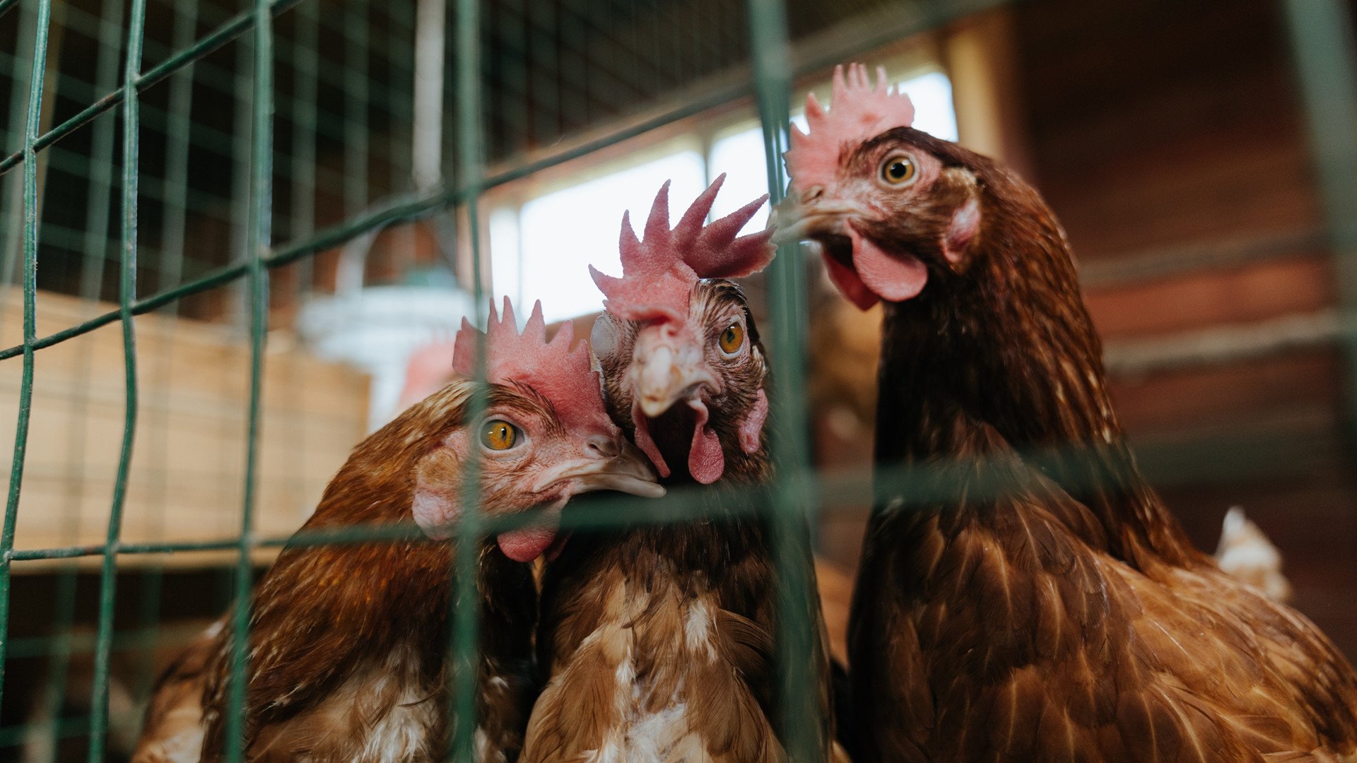 爱游戏综合娱乐-格鲁吉亚女篮在欧洲锦标赛中逐步走向世界舞台，格鲁吉亚参加过欧洲杯吗