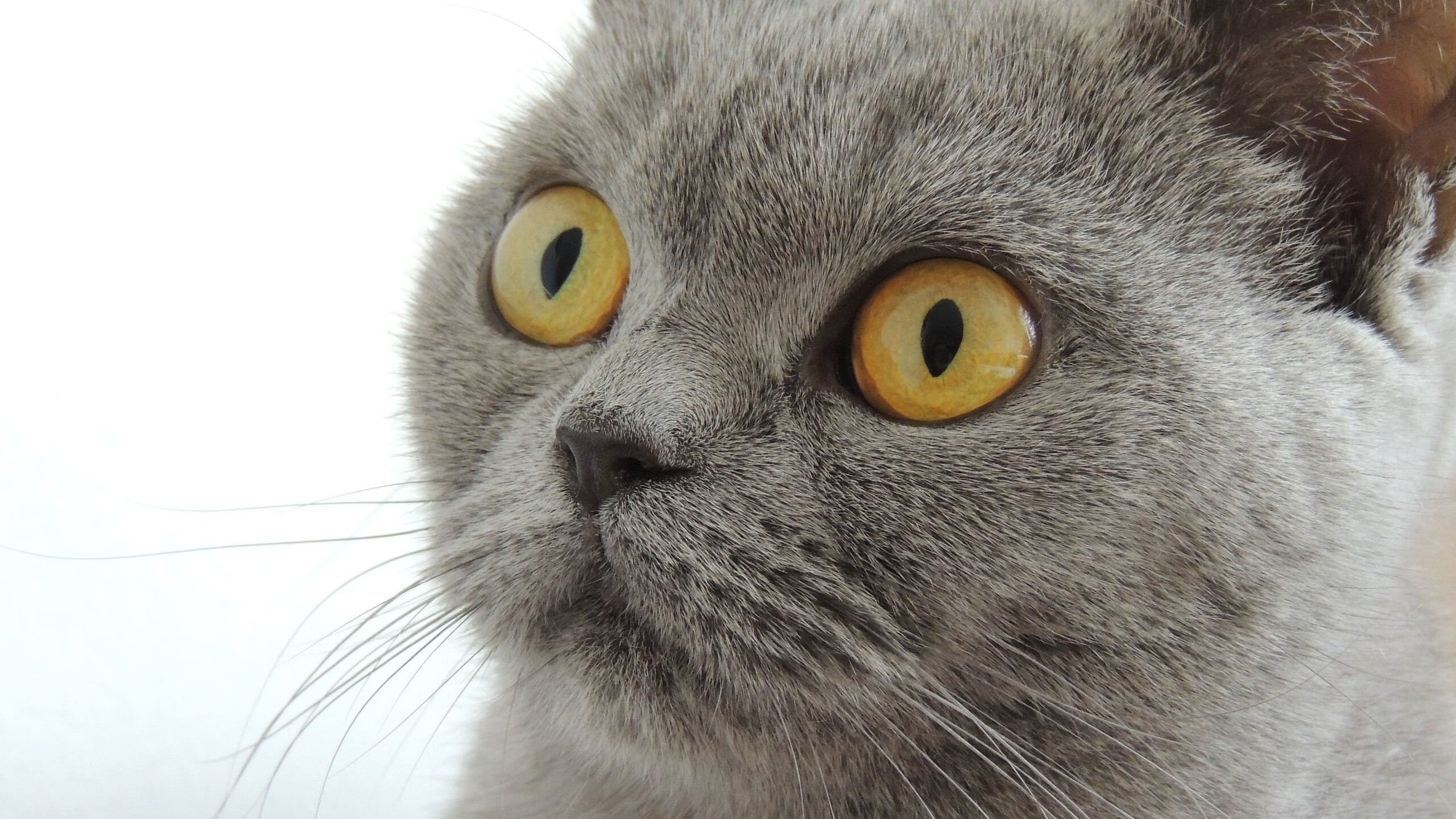 欧洲杯战术变革：令对手难以应对的创新布局，欧洲杯战术机位