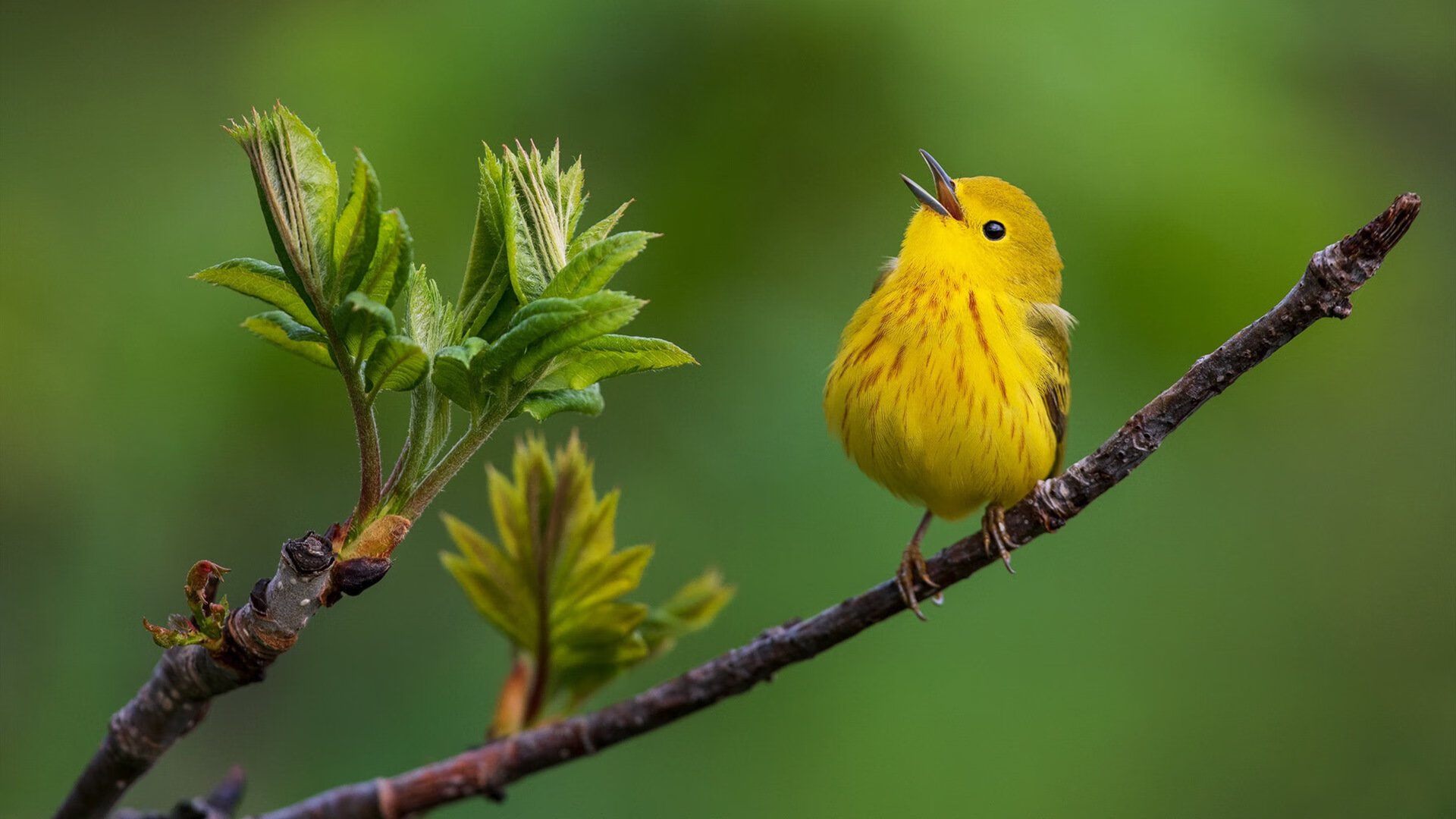 皇马青训不断创新，未来阵容令人期待