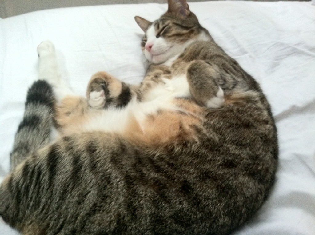 爱游戏中国官方网站平台-美洲杯明星盛宴：腾空突破，精彩纷呈！，美洲杯明星球员