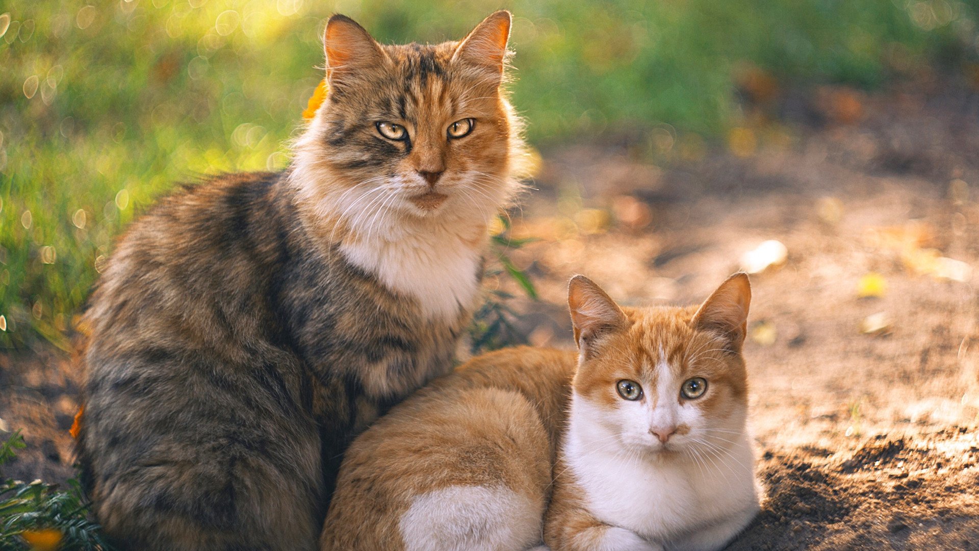 爱游戏平台-骑士媒体采访透露战术核心思路，骑士队媒体日
